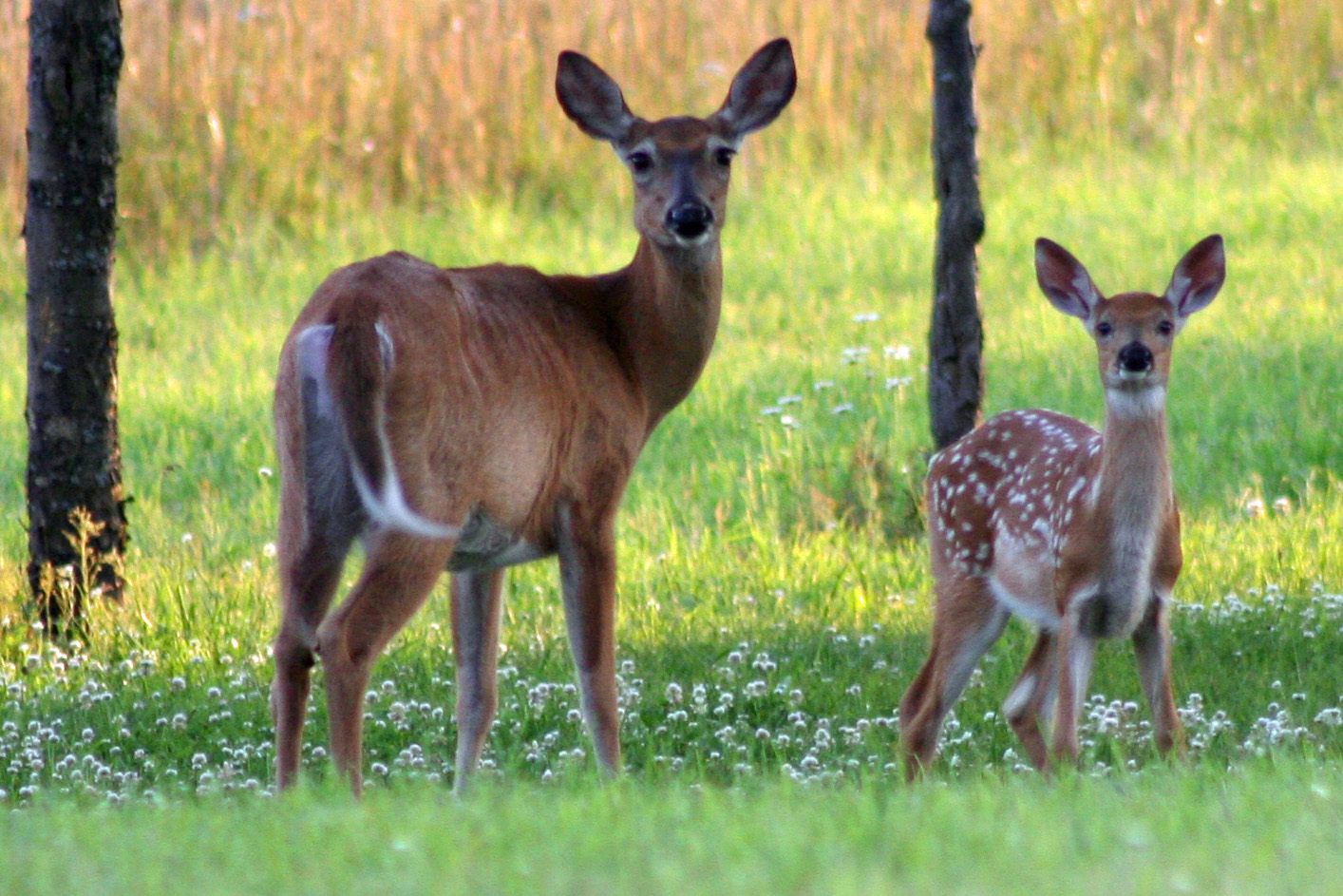 Sea Grant Deer